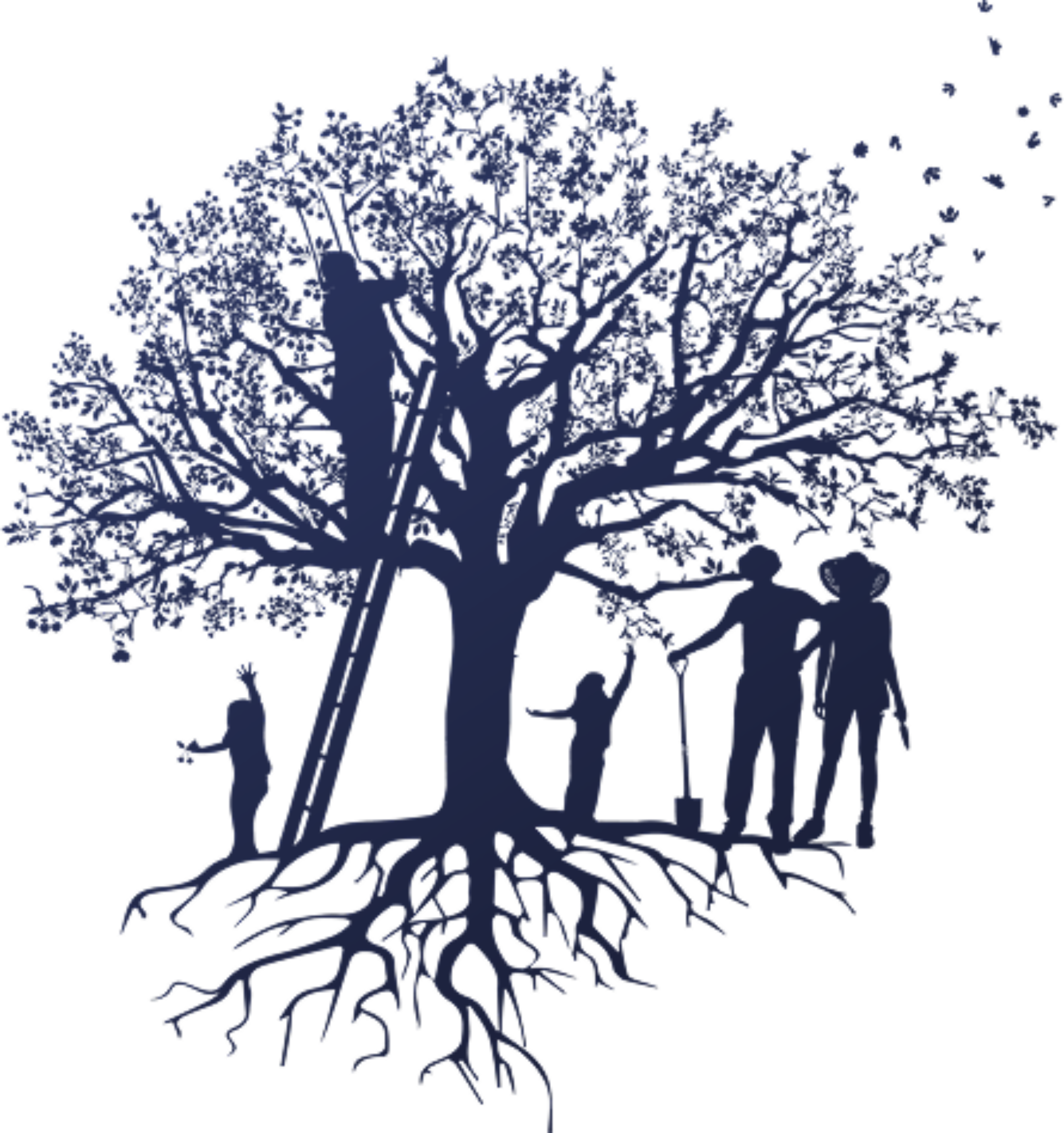 Kirschbaum Illustration